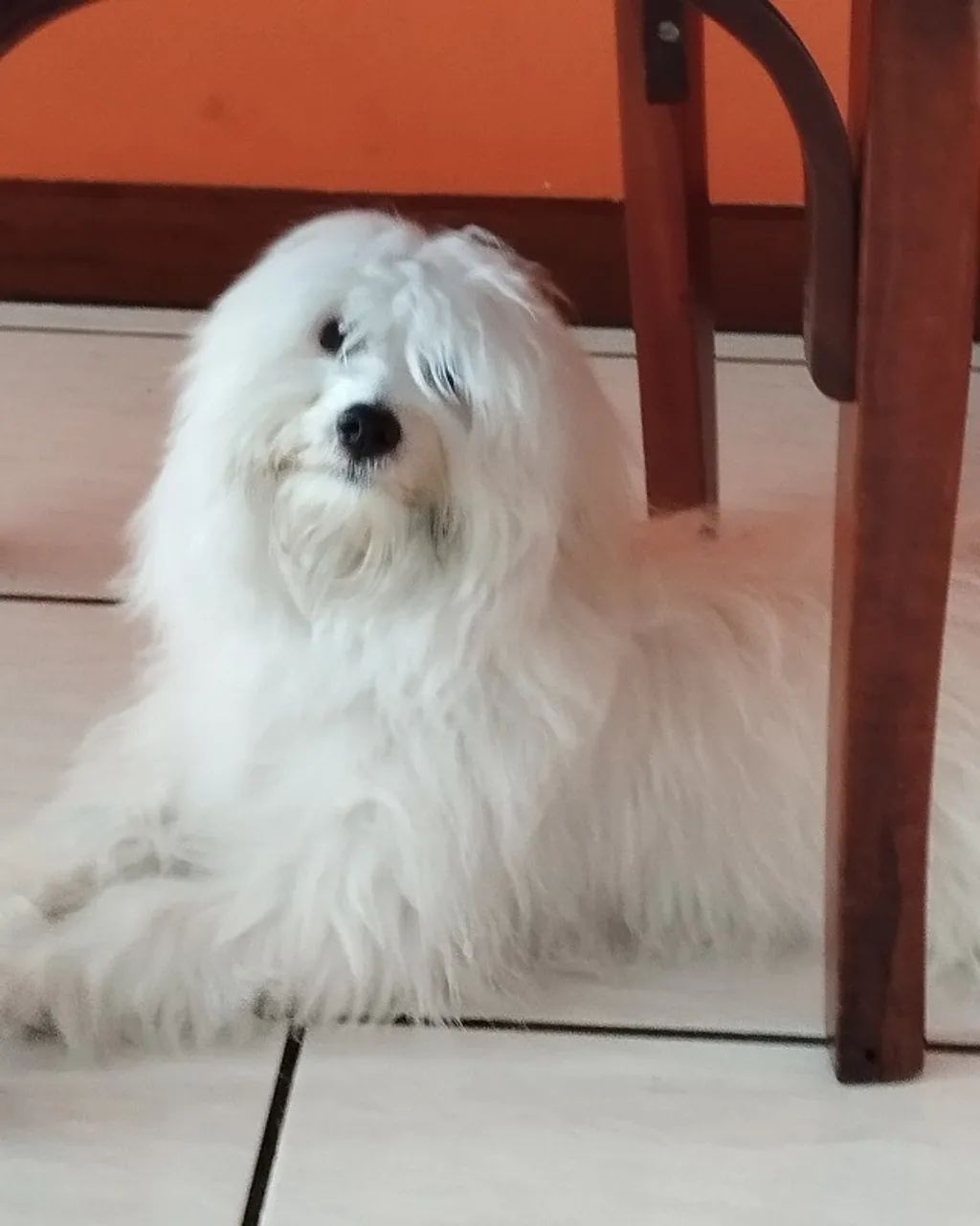Filhote de Maltês à Venda - 6 Meses 