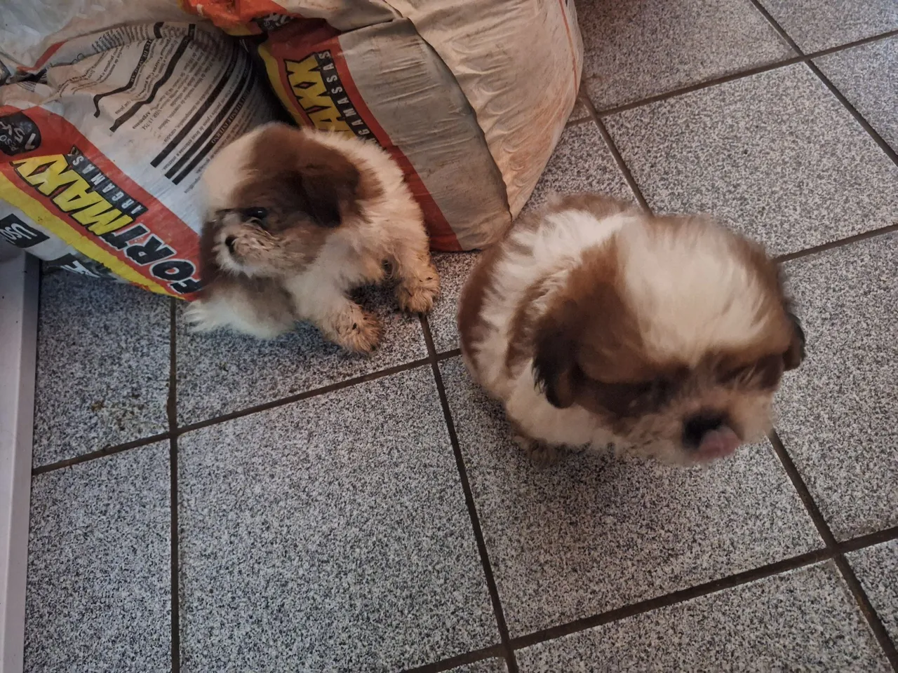 Filhotes Shih Tzu lindos e saudáveis,machos