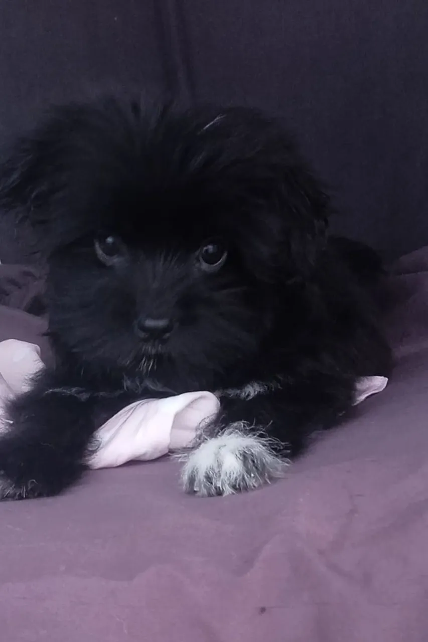 Filhote de Shih Tzu com lulu adorável e carinhoso