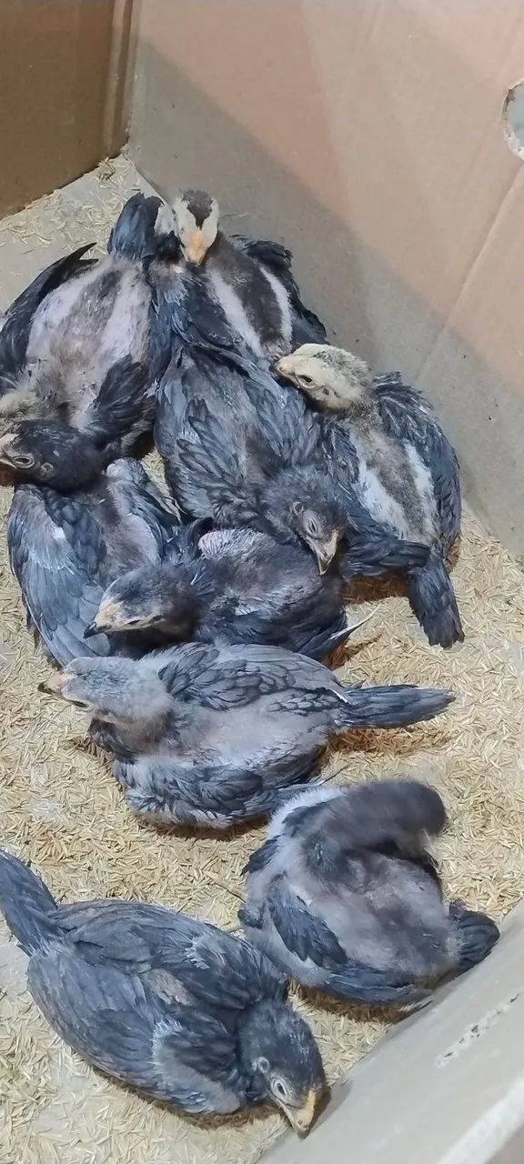 Pintos Mura" com 45 dias lote com 10 valor r$300 unitário r$50 - Foto 5