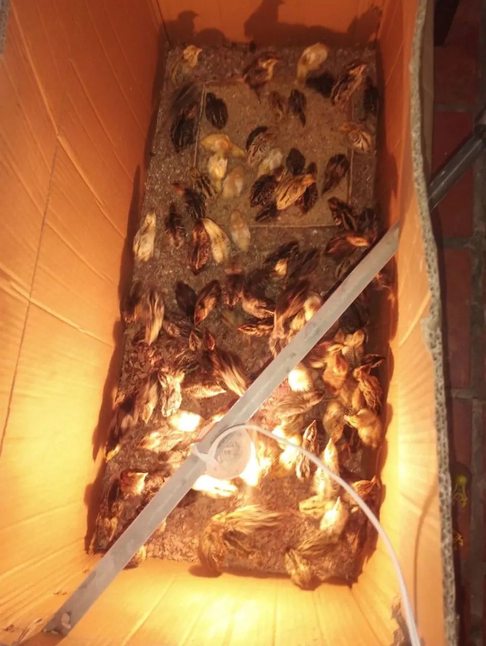 Filhotes de codorna - Foto 2