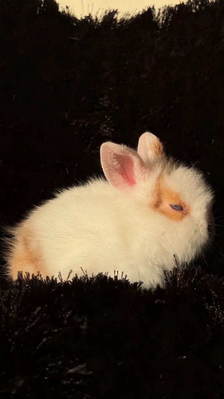 Filhote de Coelho - Lionhead - Foto 4