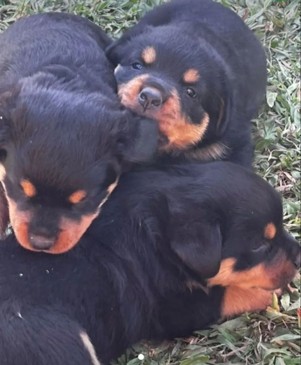 Lindos filhotes de Rottweiler