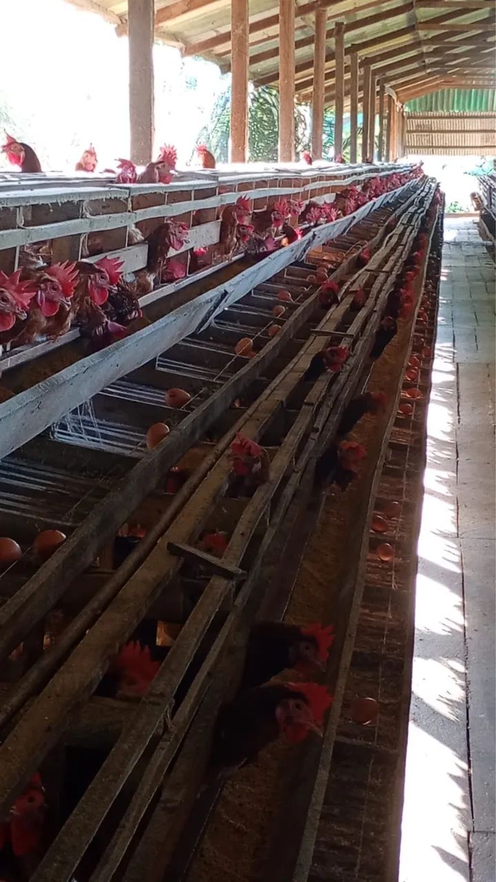 Granja completa
