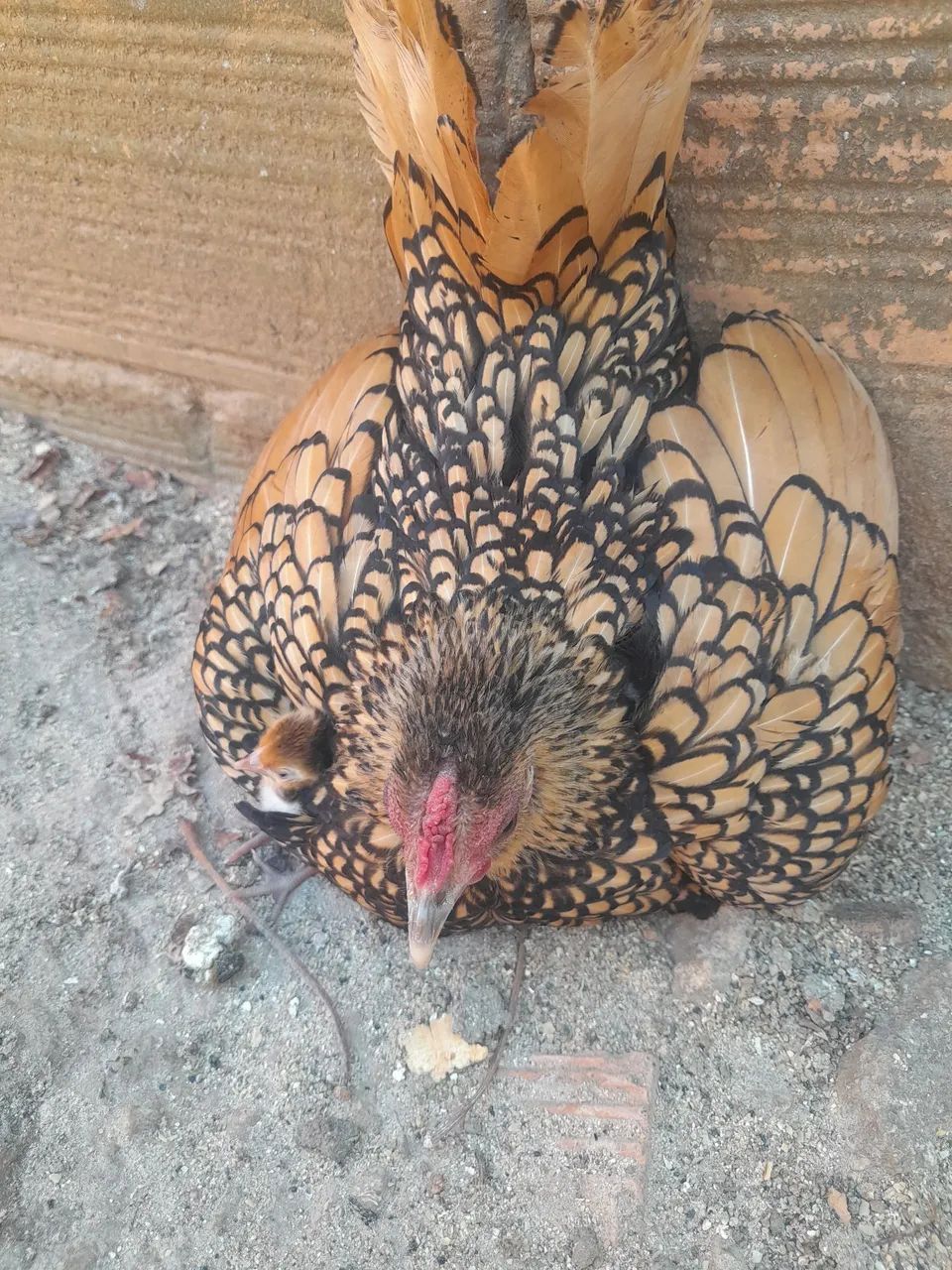 Sebright dourado  - Foto 3