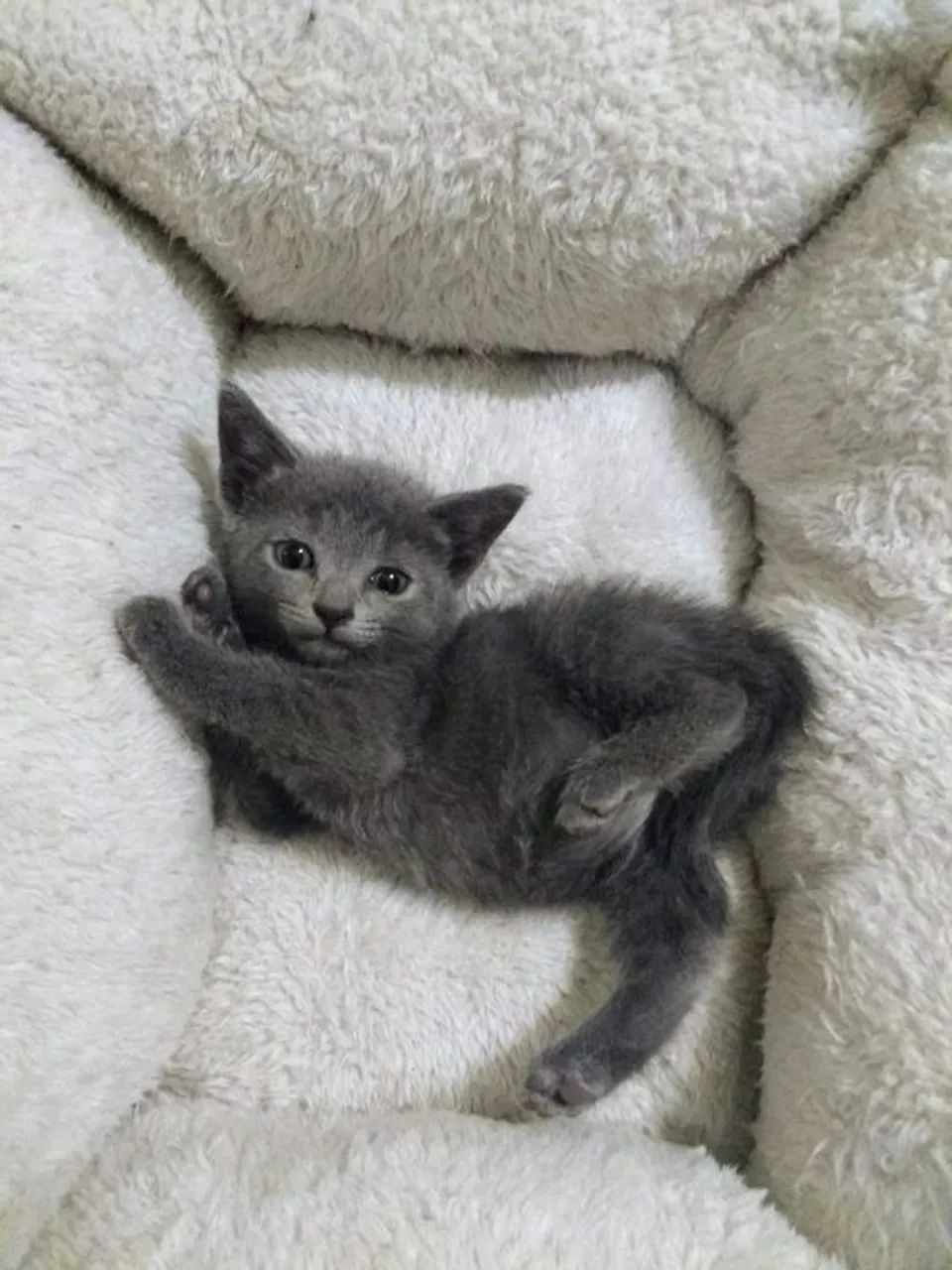 Russian Blue Machos e Femeas 