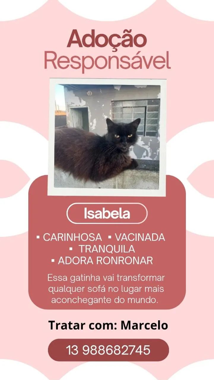 ADOÇÃO DE GATOS ADULTOS 