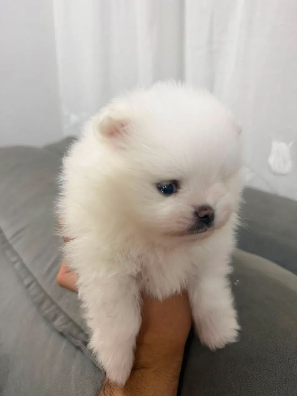 Spitz alemão 
