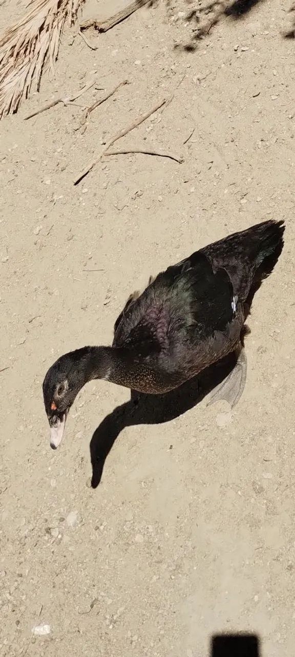 Patos - Foto 2