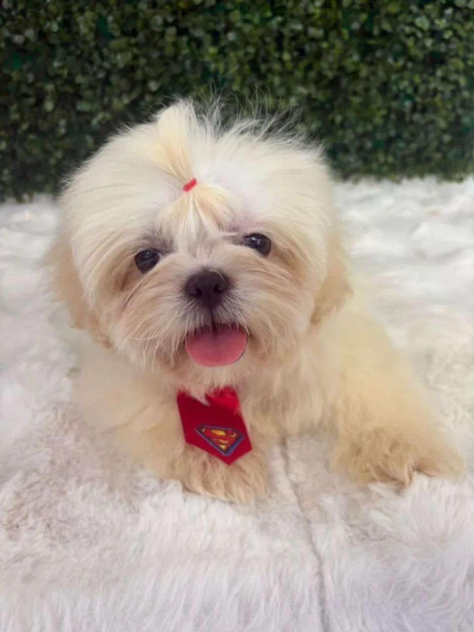 Shitzu pronta entrega  - Foto 6