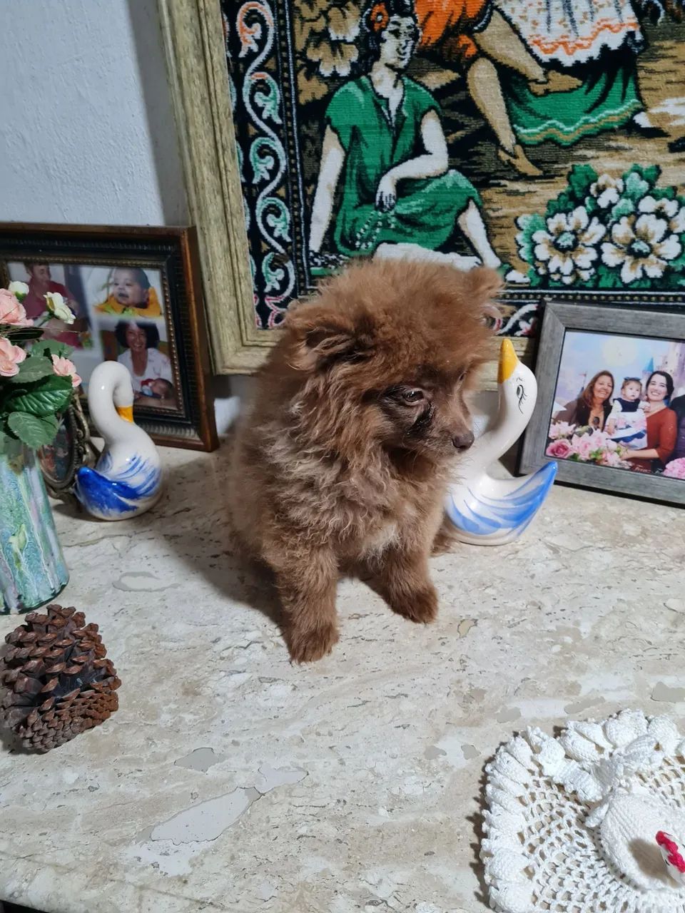 Vende-se lulu macho - Foto 4