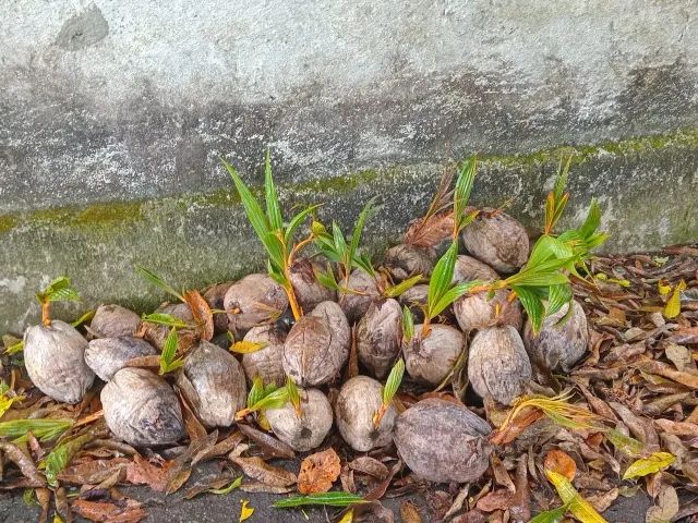 Muda de coqueiro (coco amarelo) - Foto 5