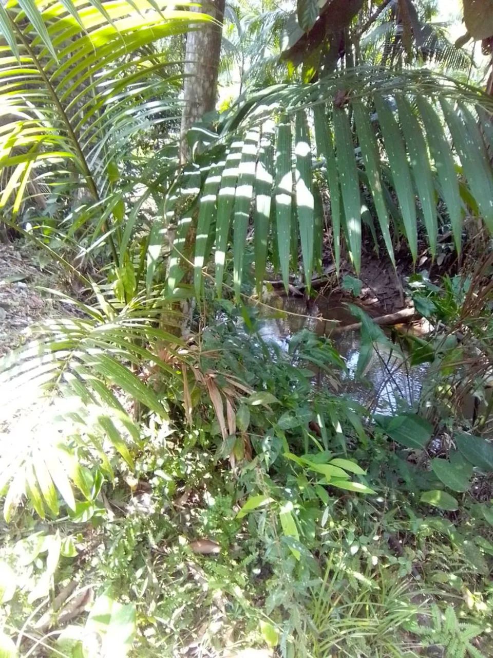 Foto - Belém - Água Boa (Outeiro)