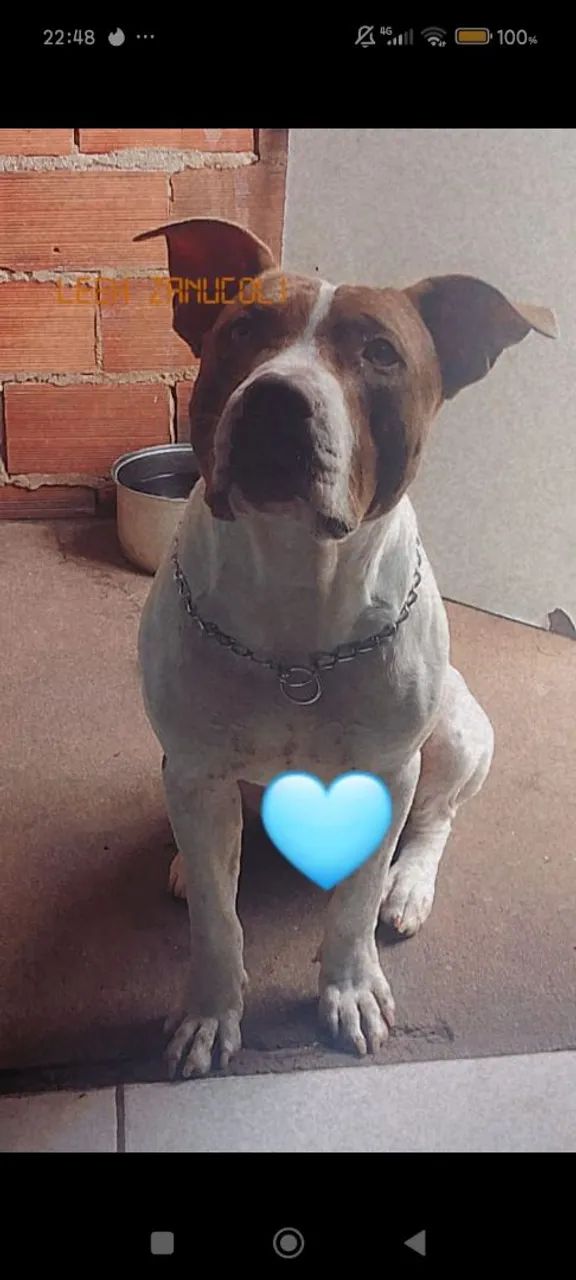 Doa se Pit bull