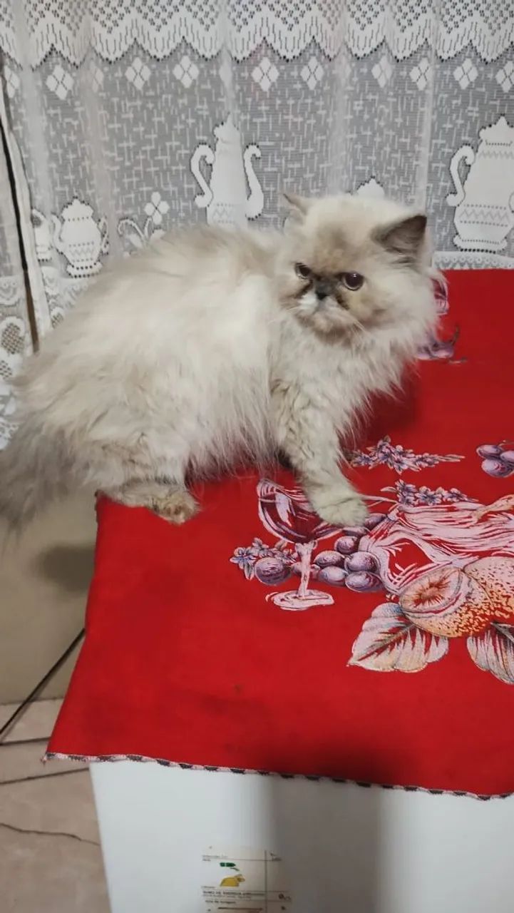 Linda Femea de Persa Himalaia  - Foto 2