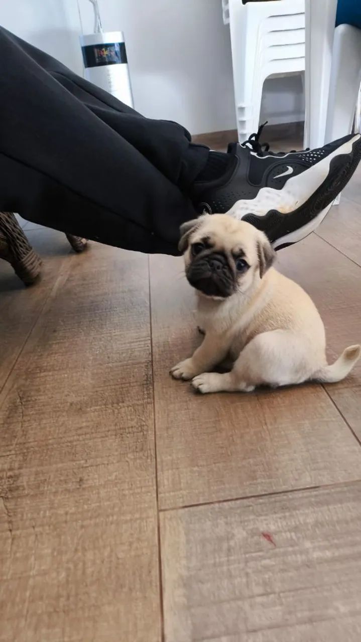 Pug - Foto 5