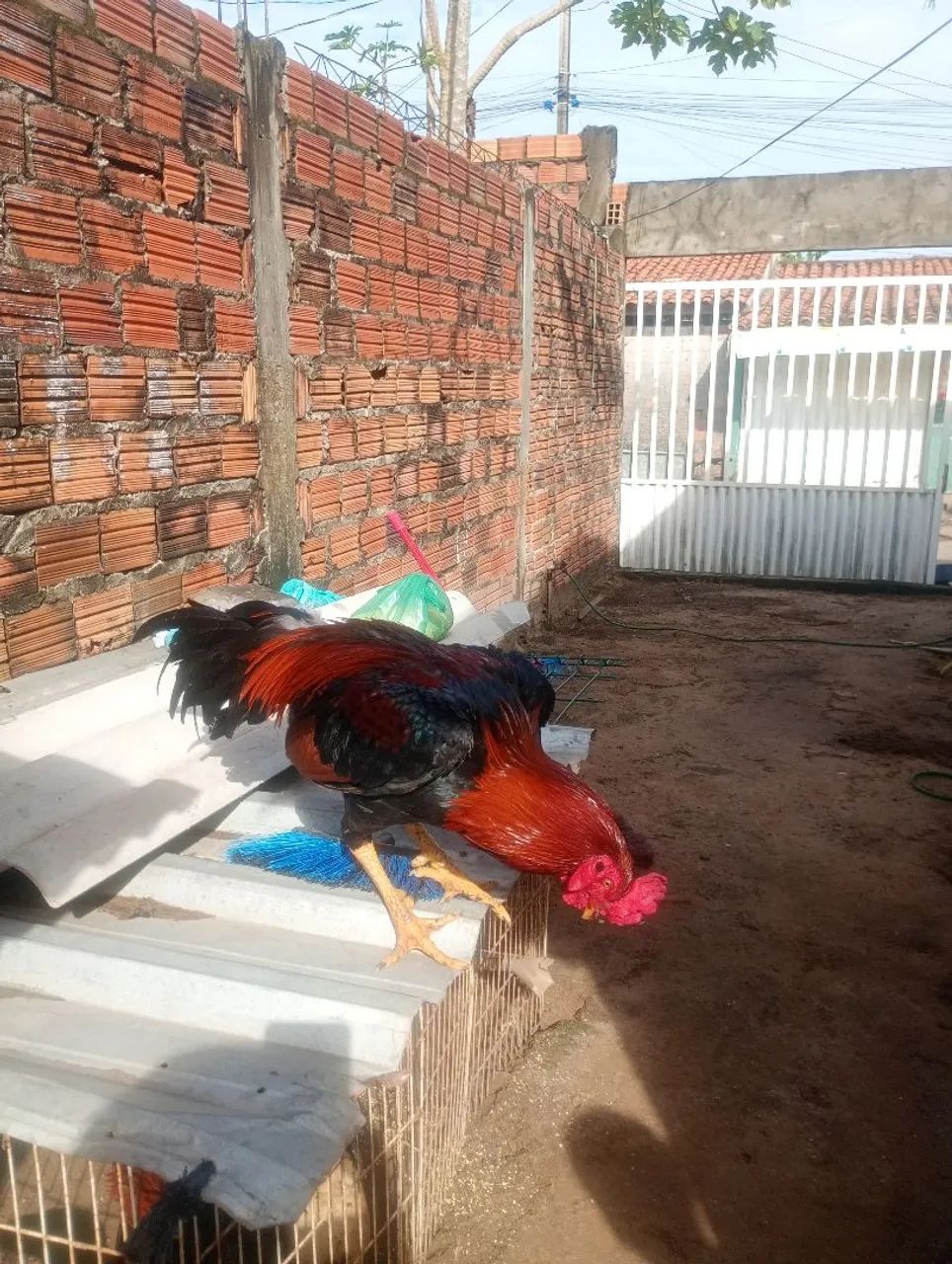 Galo  - Foto 3