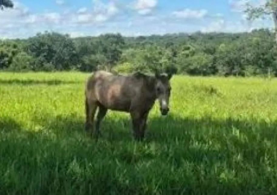 Égua