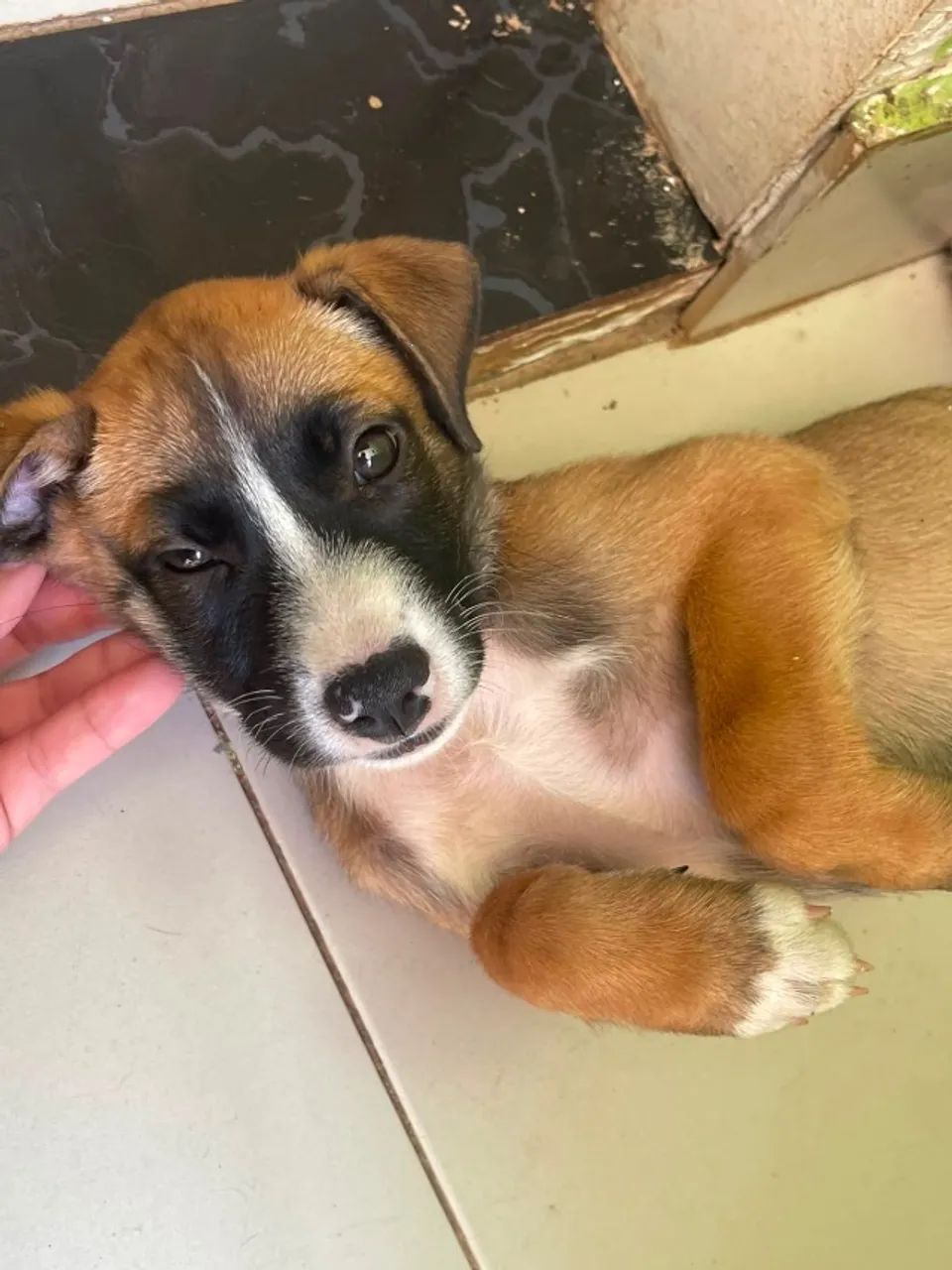 Cachorro