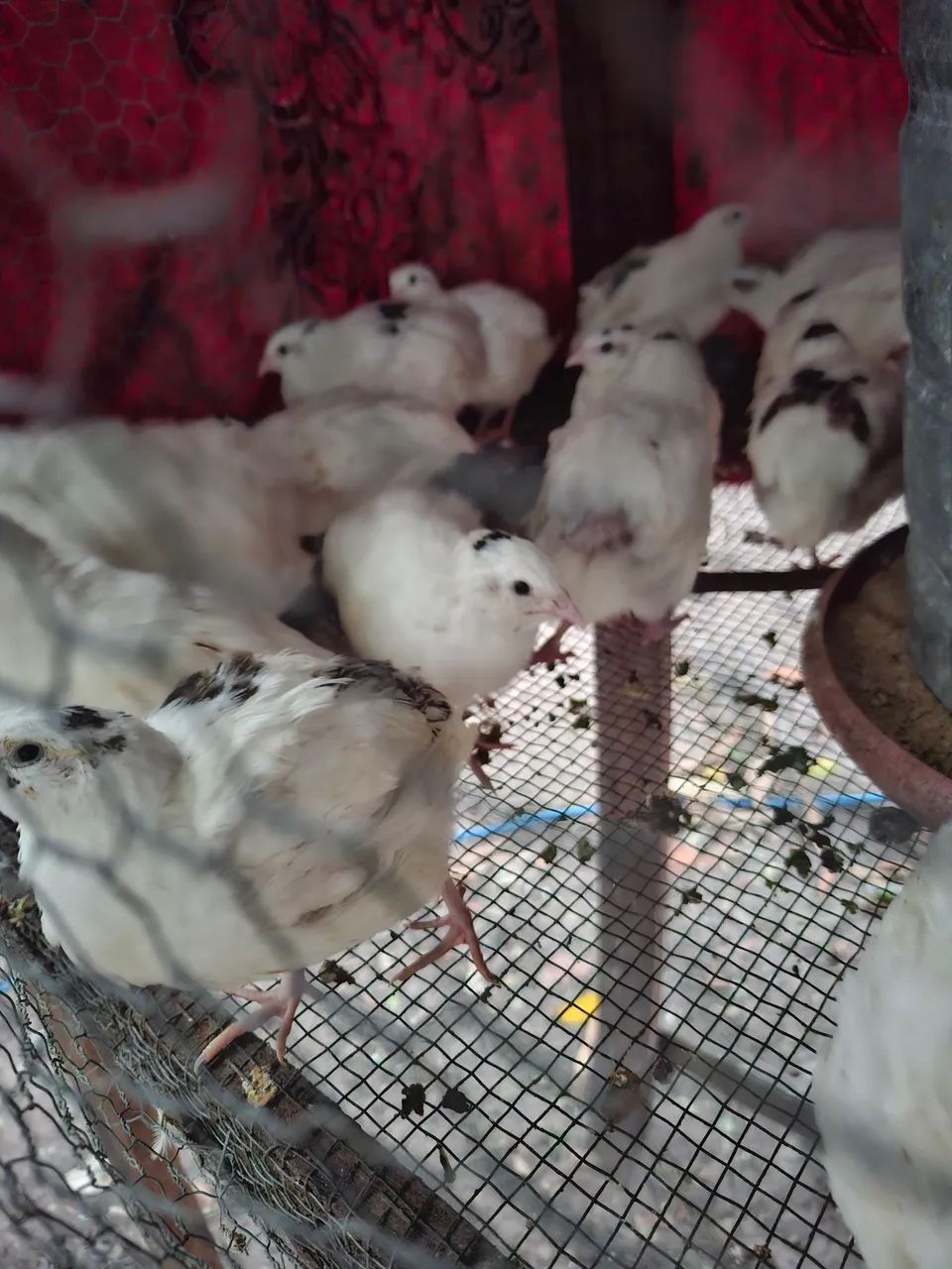 Vendo codornas - Foto 4