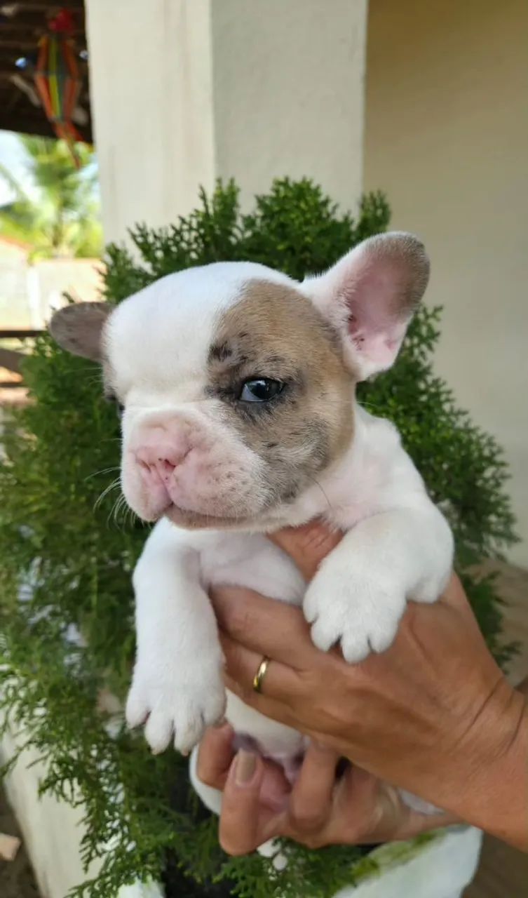 Bulldog francês  - Foto 4