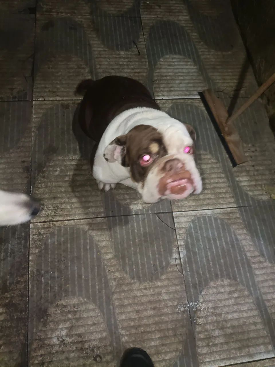 Buldogue Inglês
