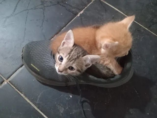Doação de gatos - Foto 6