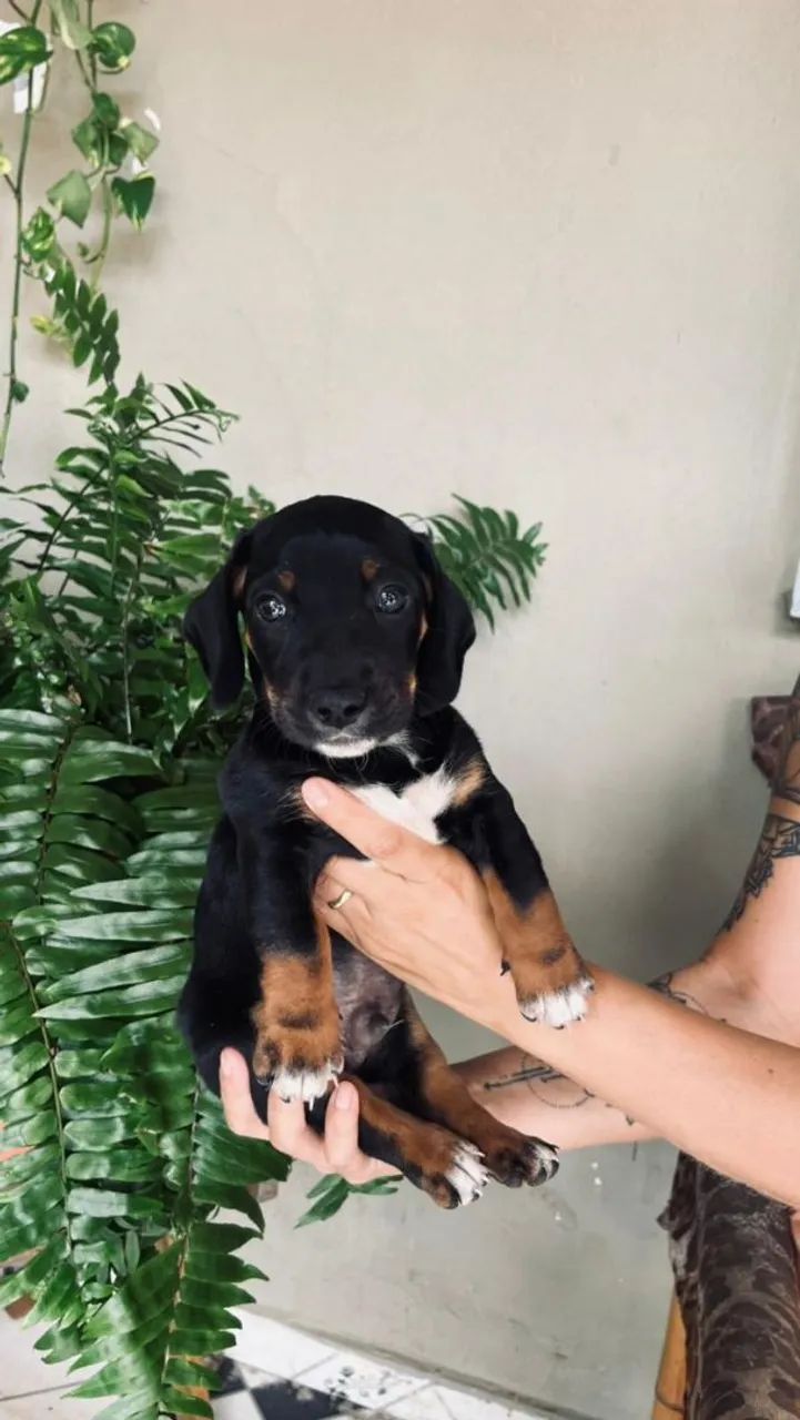 Filhotes dachshund macho - Foto 2