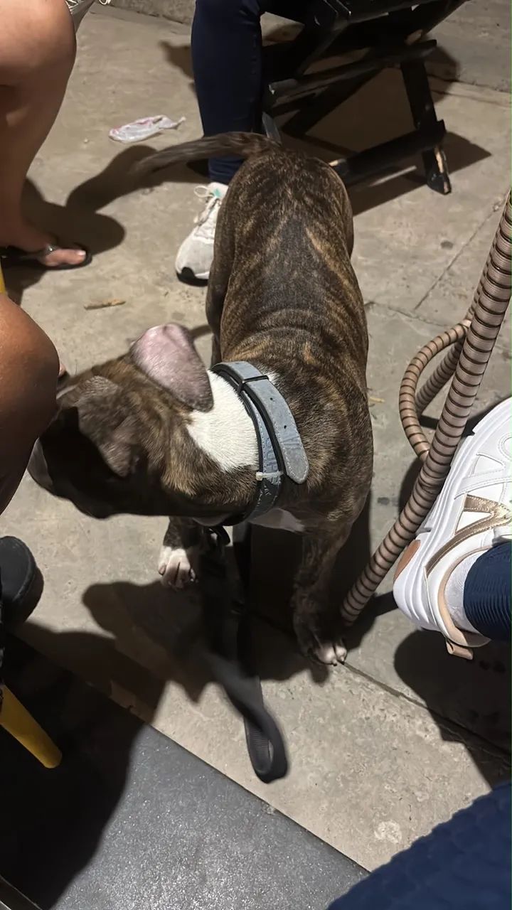 Cachorro pitbull - Foto 3