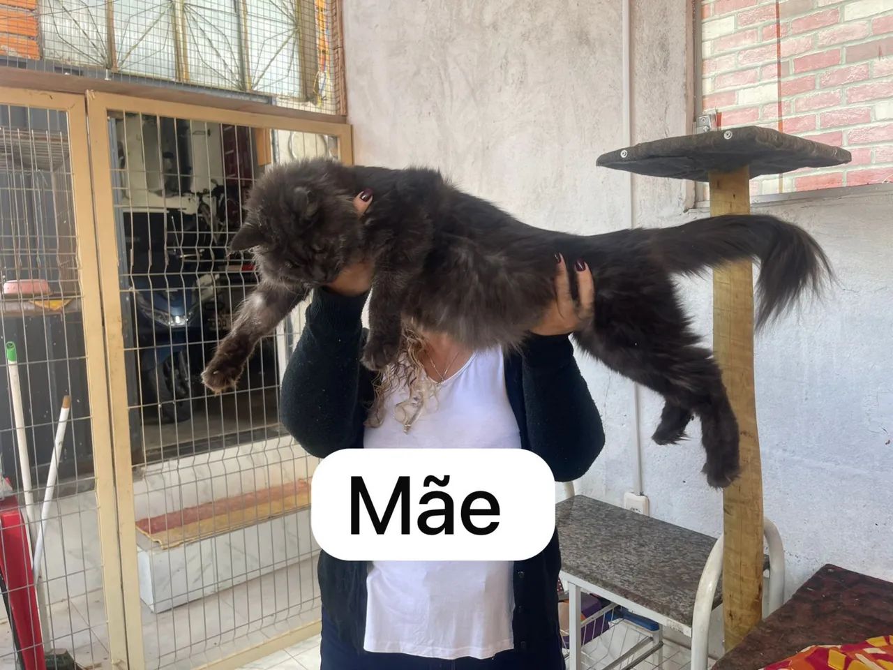 Fêmeas de gato Maine coon  - Foto 4
