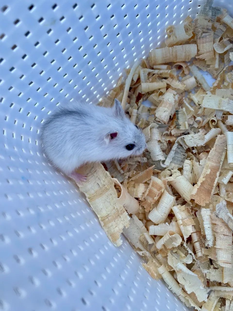 Hamster anão russo filhotes - Foto 3