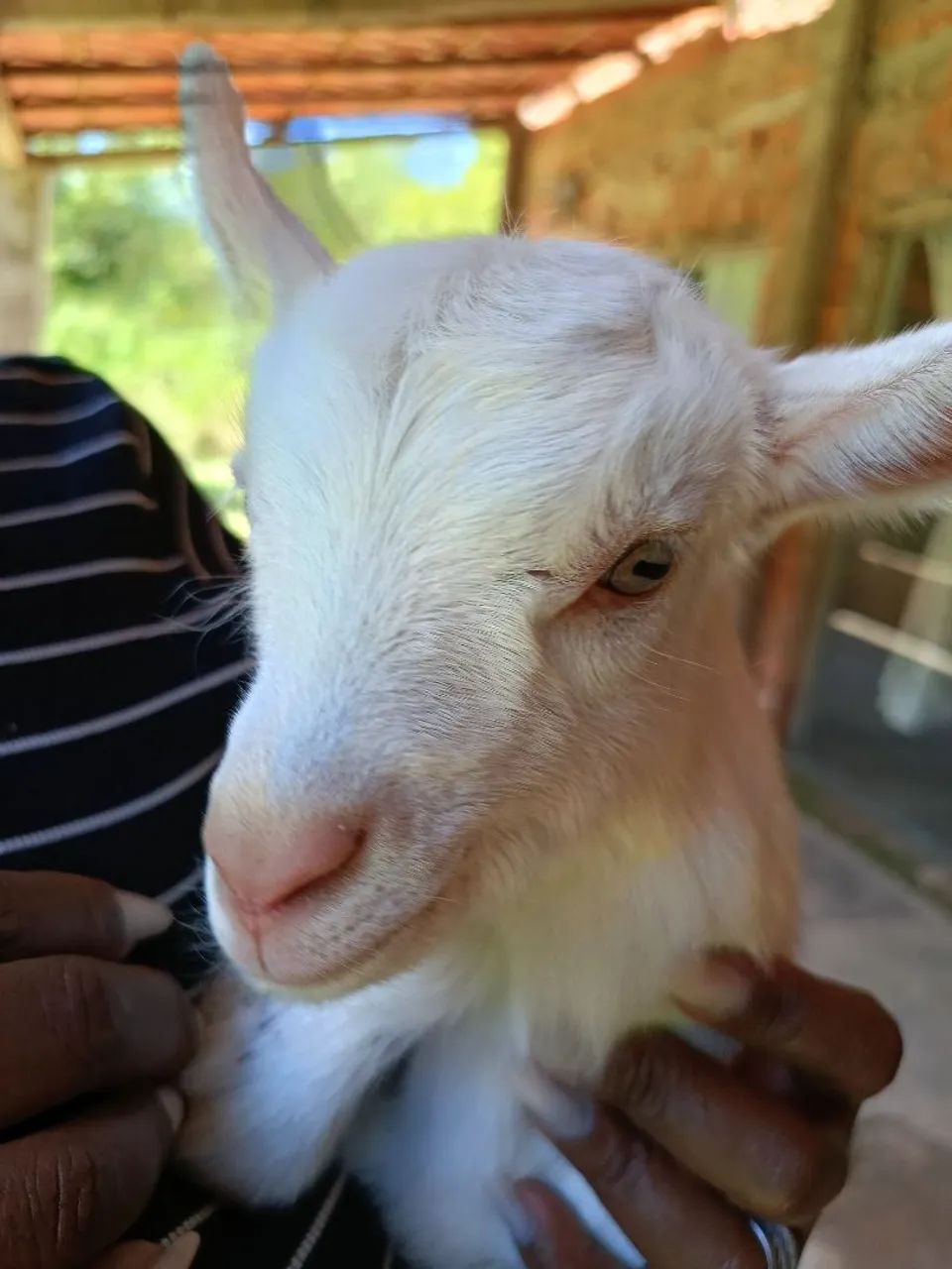 Cabrito  - Foto 3