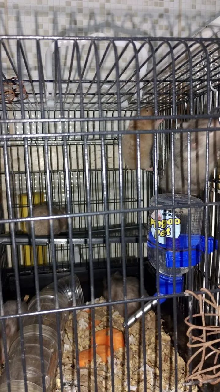 Vende hamster  - Foto 2