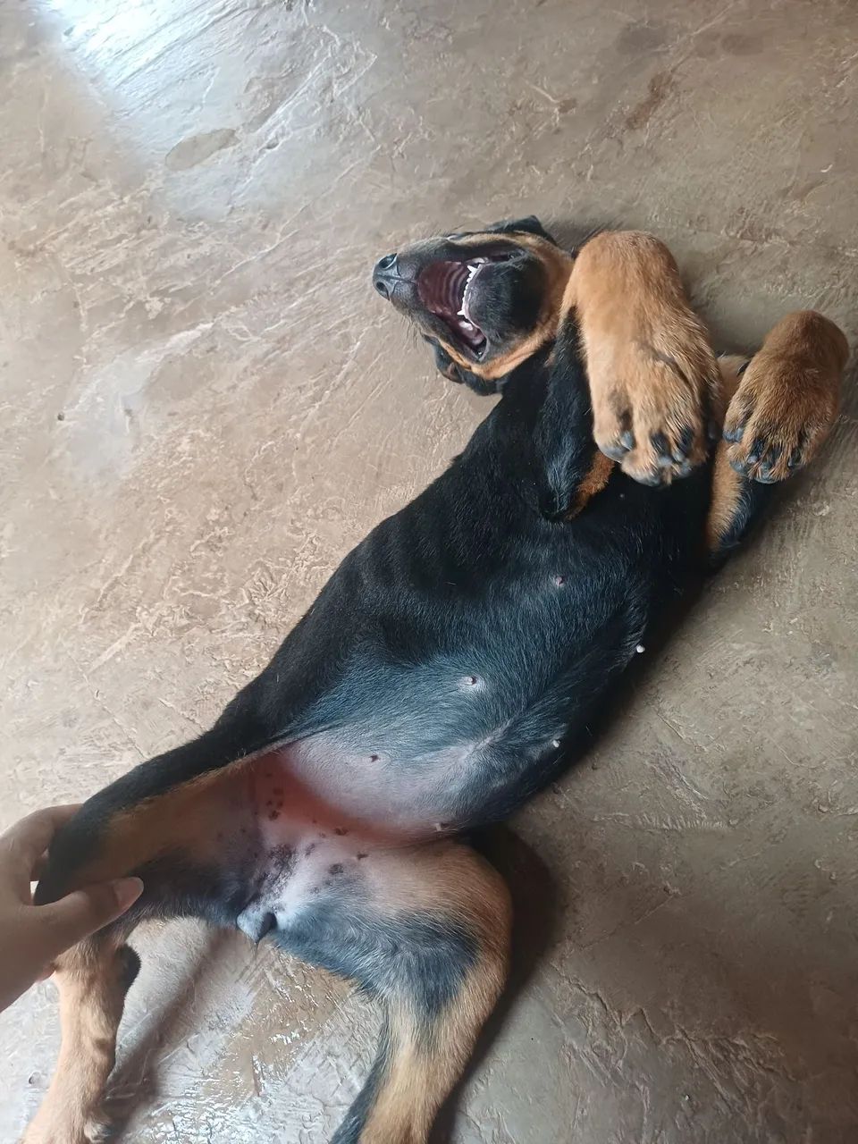 cachorro rottweiler  - Foto 4
