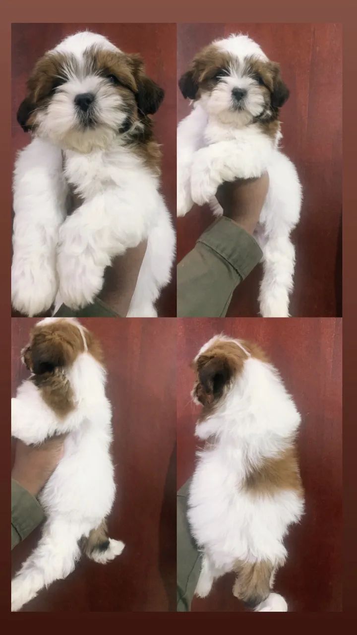 Filhotes Machos de Shih Tzu - Foto 4