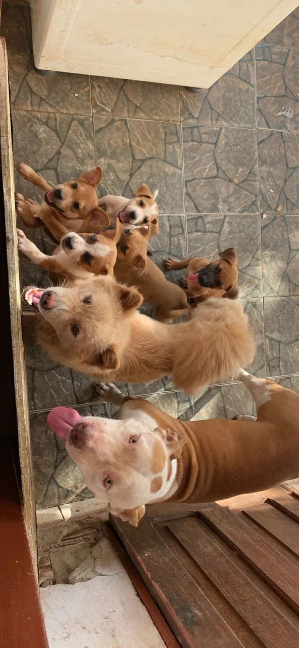 Pitchow