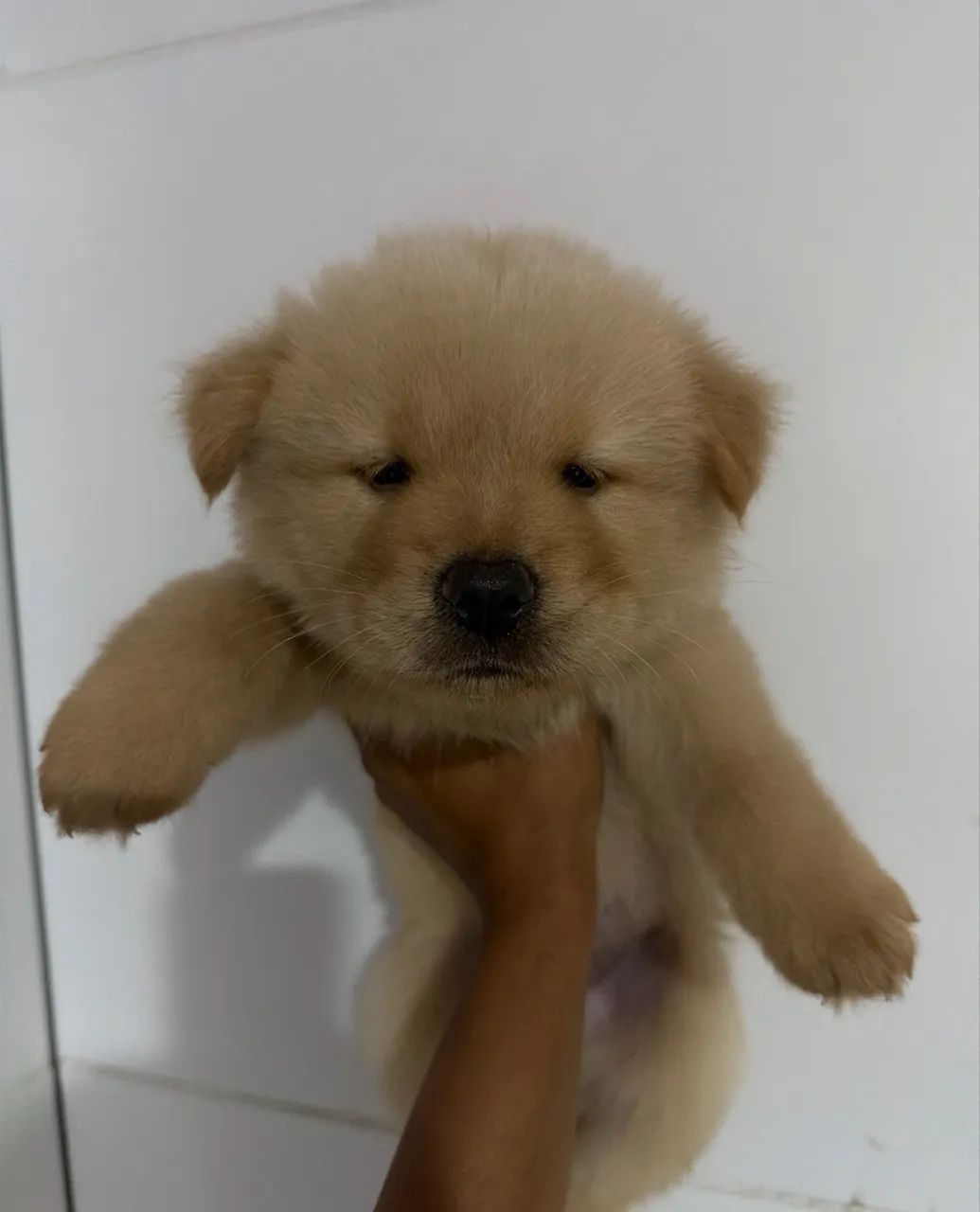 Chow chow europeu - Foto 4