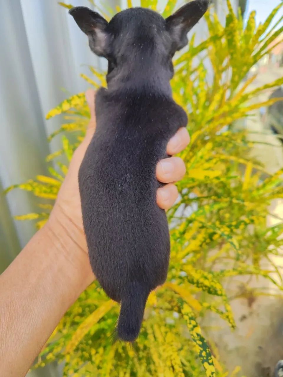 Pinscher  - Foto 4