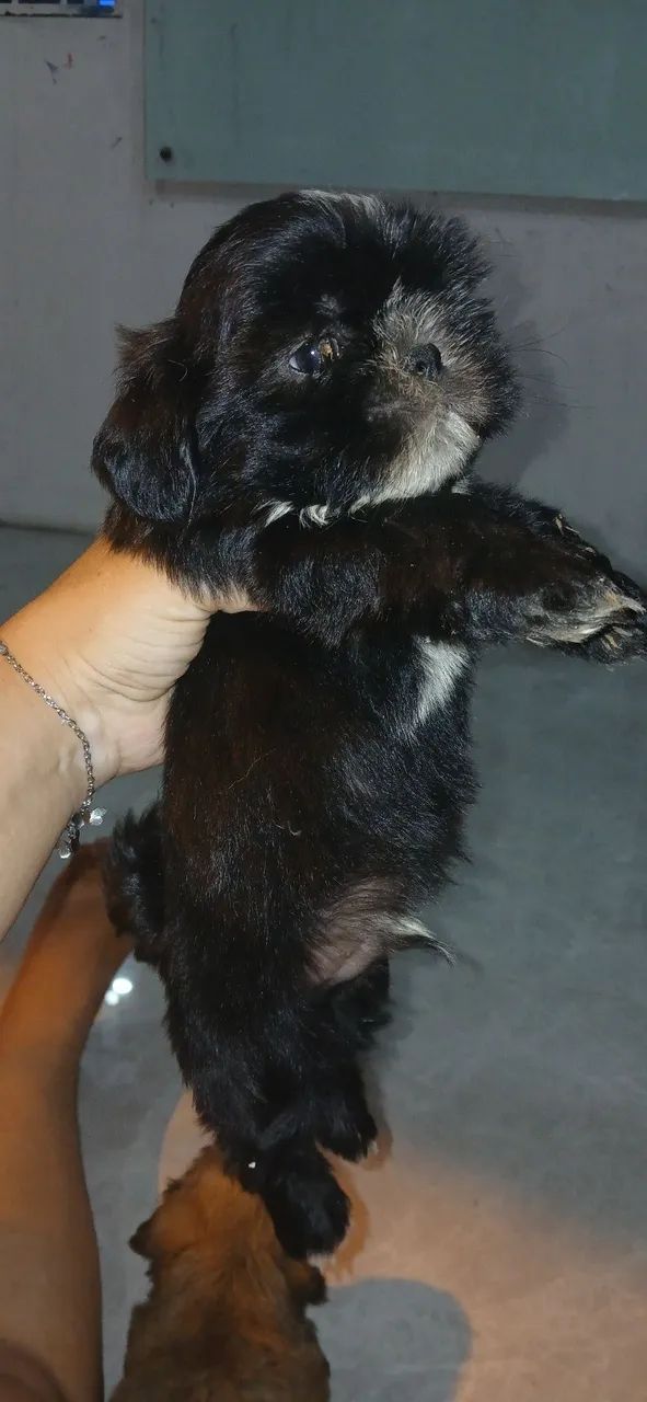Filhotes de shitzu  - Foto 4
