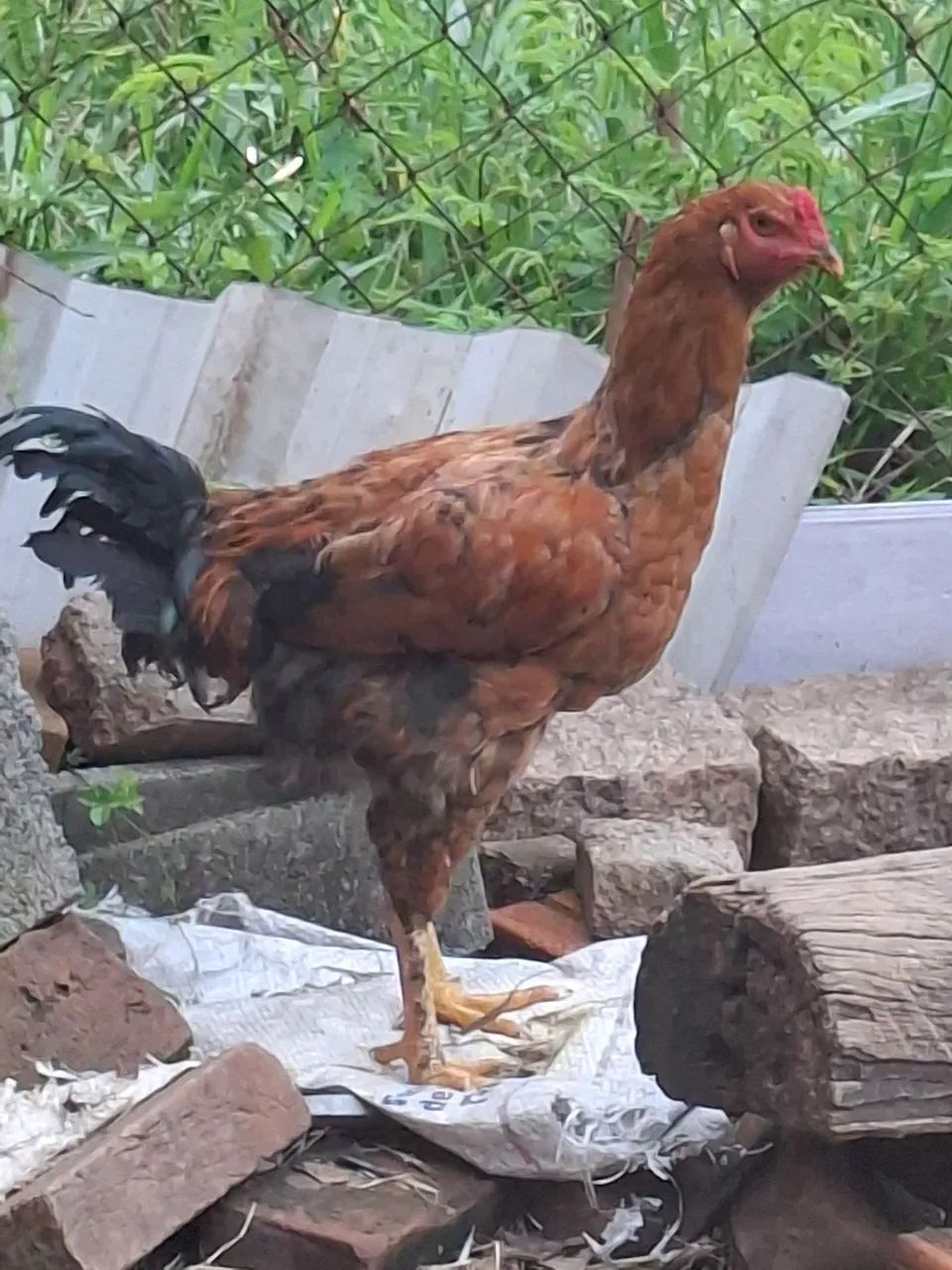 Galinha caipira e galos  - Foto 2