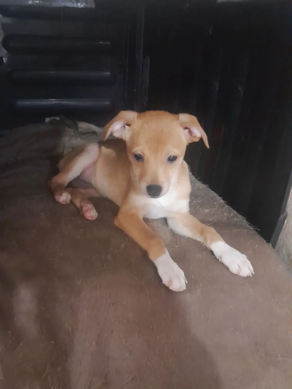 Cachorrinha para doar