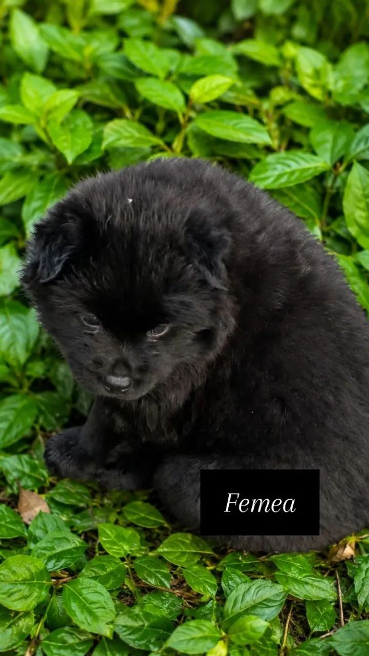 Filhotes de chow chow - Foto 2