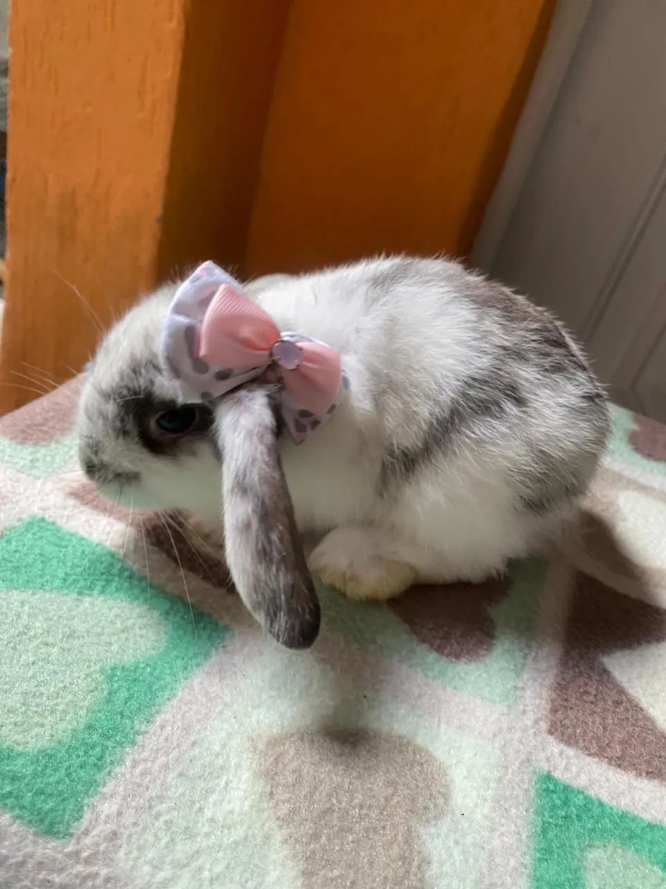 Mini Coelho - Mini Lop - Foto 2