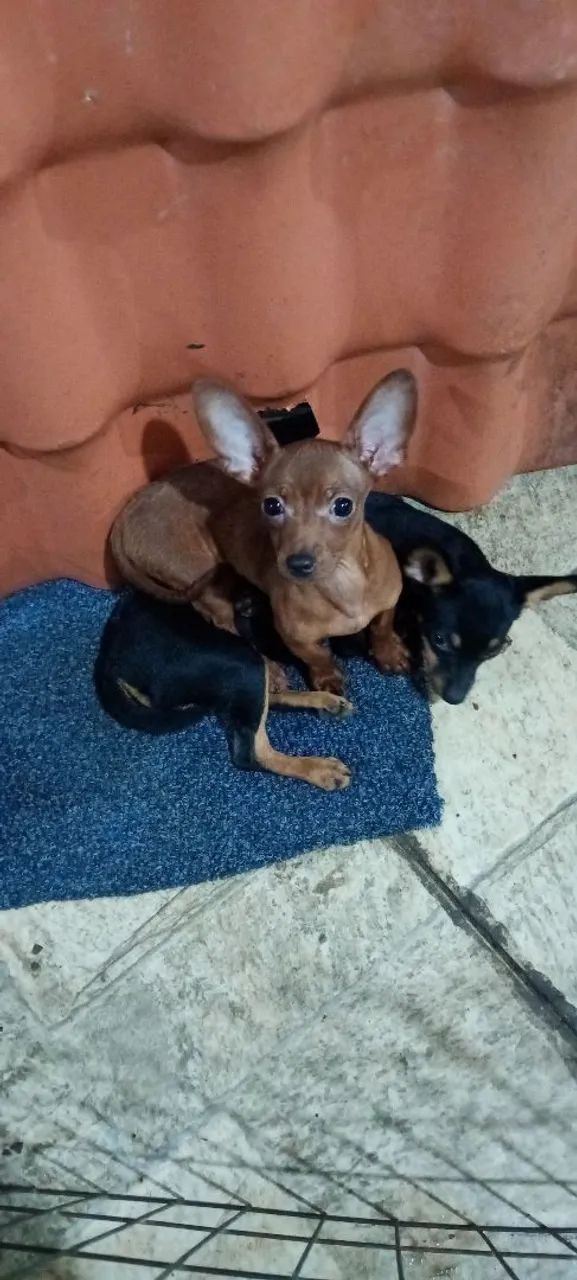 Pinscher fêmea  - Foto 3