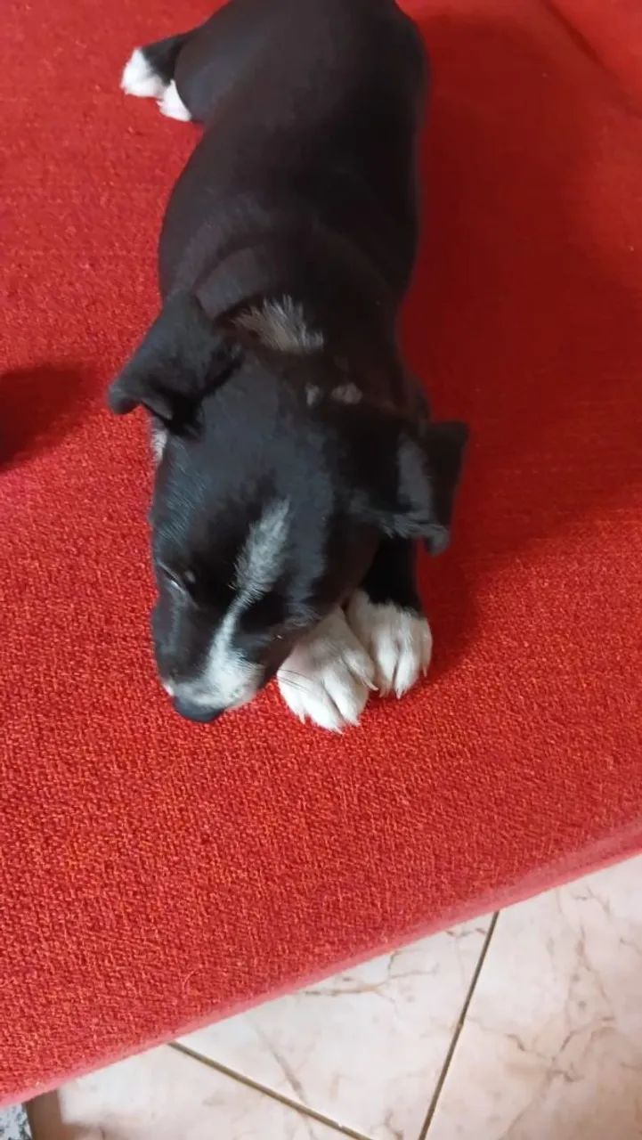 Doa-se uma cachorrinha 