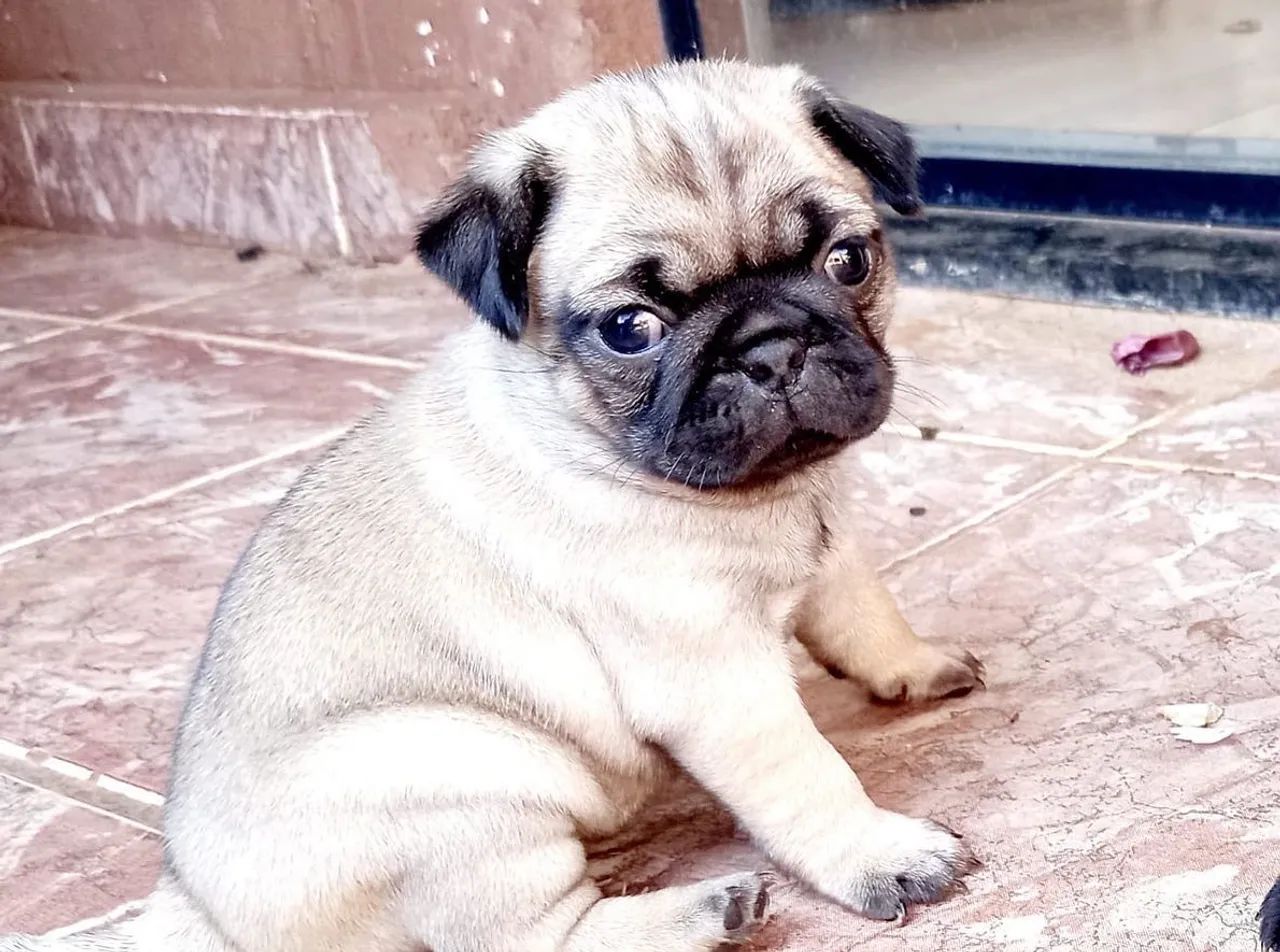 Filhotes Pug - Foto 3