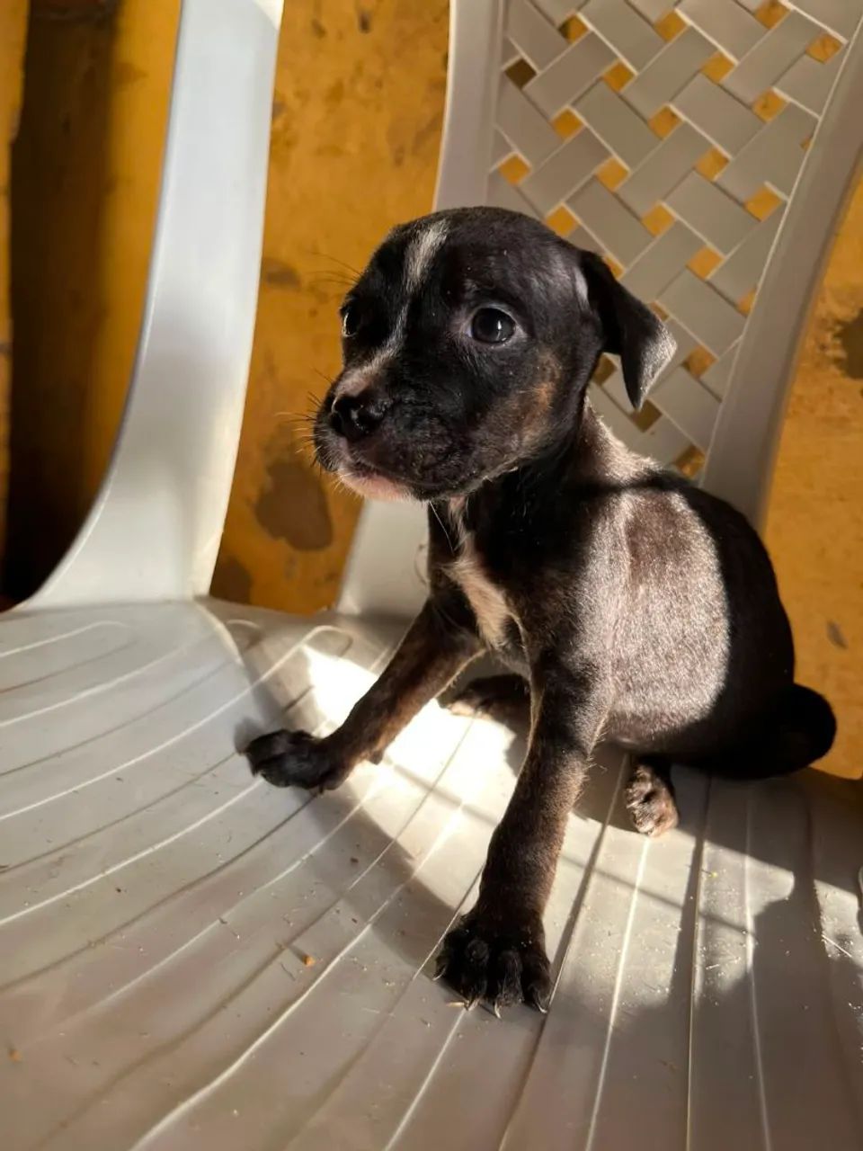 Filhotes de Pitbull  - Foto 4