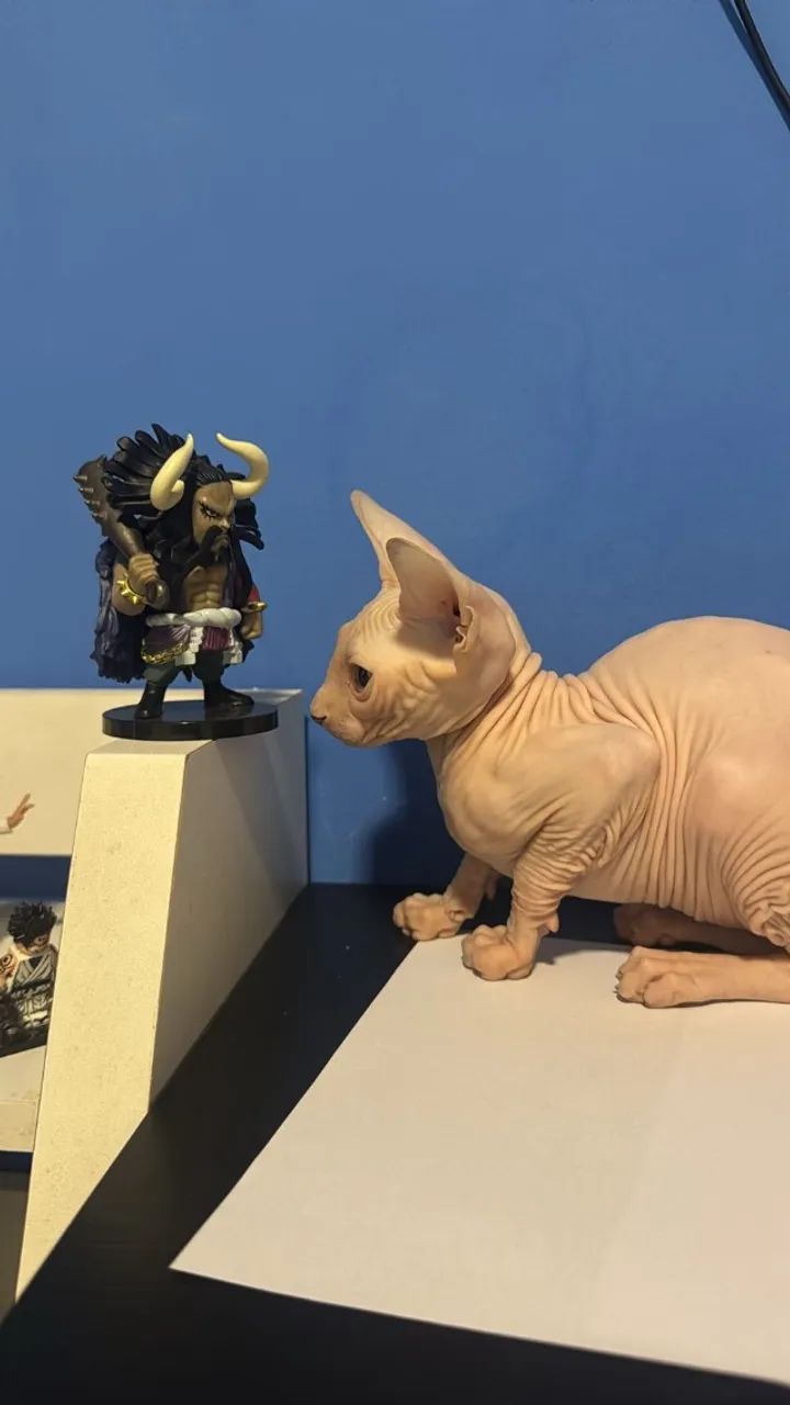 Gato Sphynx - Foto 2