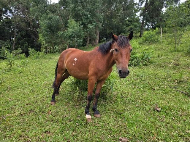 Cavalo a Venda  - Major - Foto 2