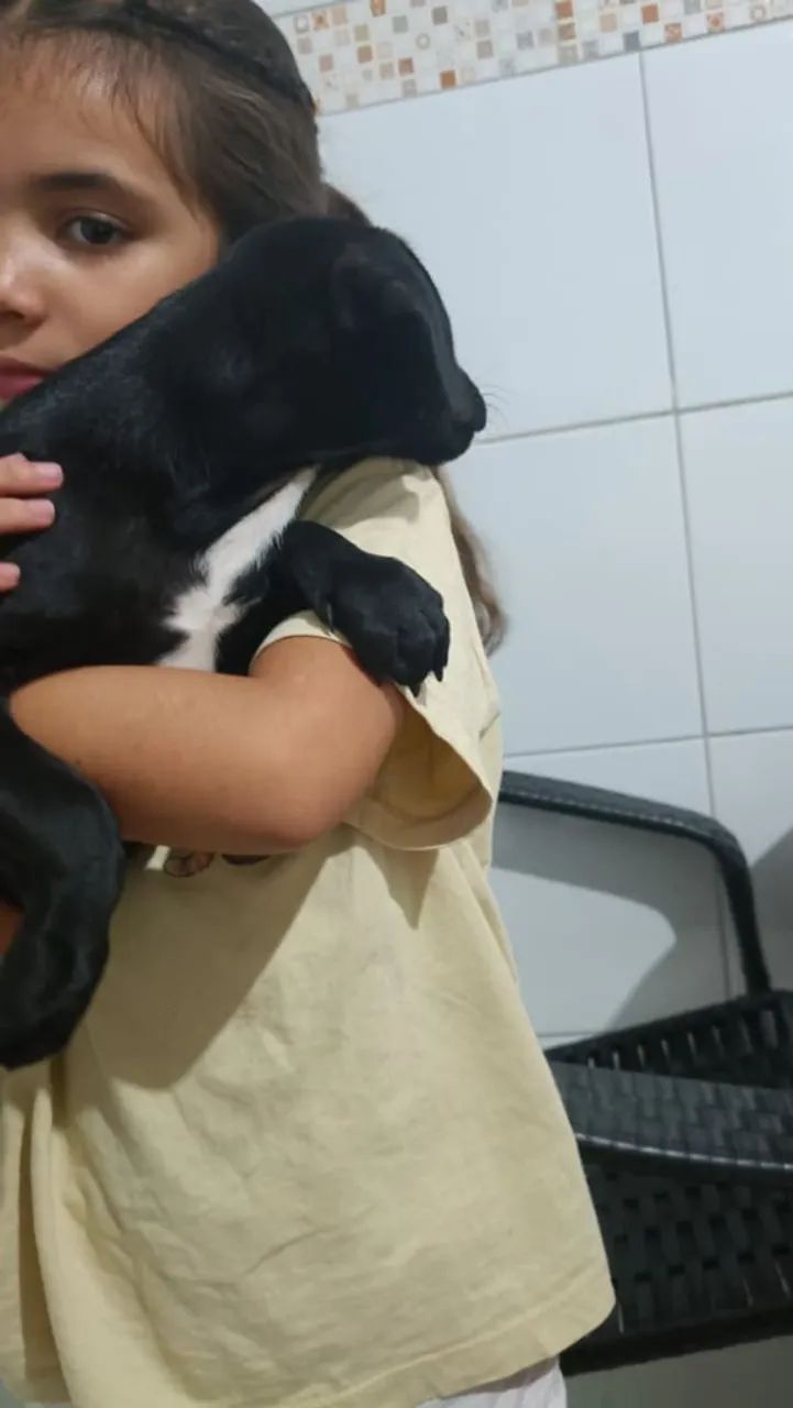Cachorra fêmea  - Foto 3